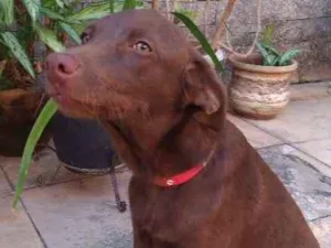 Cachorro raça Vira-lata idade 2 a 6 meses nome Zelda