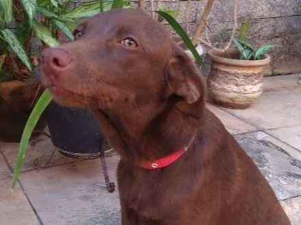 Cachorro ra a Vira-lata idade 2 a 6 meses nome Zelda