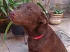 Cachorro raça Vira-lata idade 2 a 6 meses nome Zelda