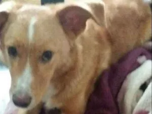 Cachorro raça Mistura de poodle com vira lat idade 1 ano nome Scooby