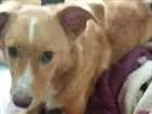 Cachorro raça Mistura de poodle com vira lat idade 1 ano nome Scooby
