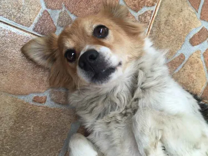 Cachorro ra a SRD idade 3 anos nome Drika