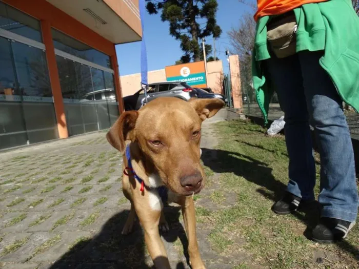 Cachorro ra a SRD idade 2 anos nome Thor