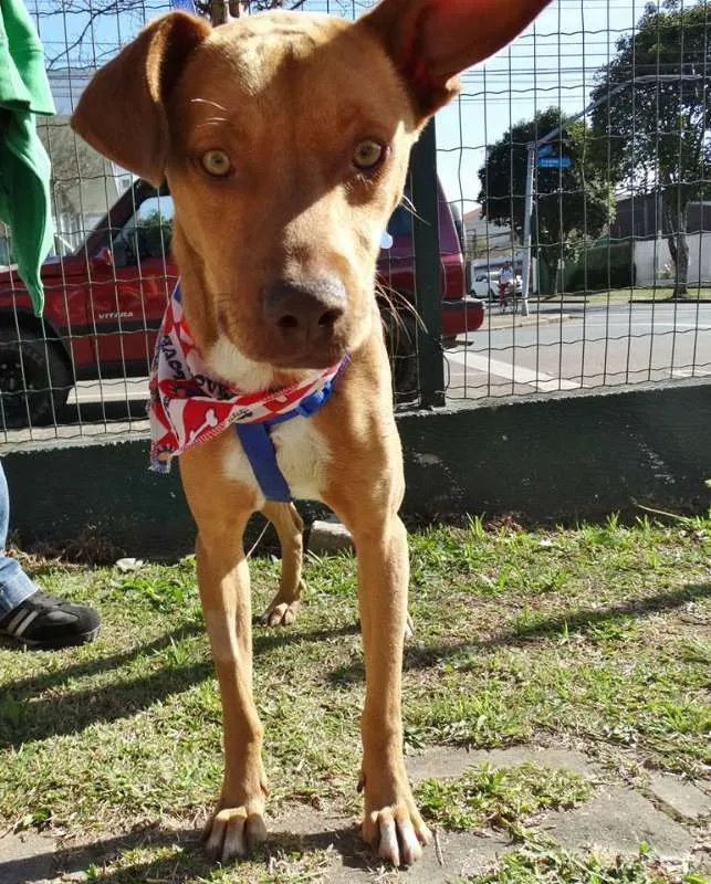 Cachorro ra a SRD idade 2 anos nome Thor
