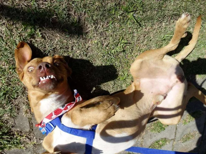 Cachorro ra a SRD idade 2 anos nome Thor