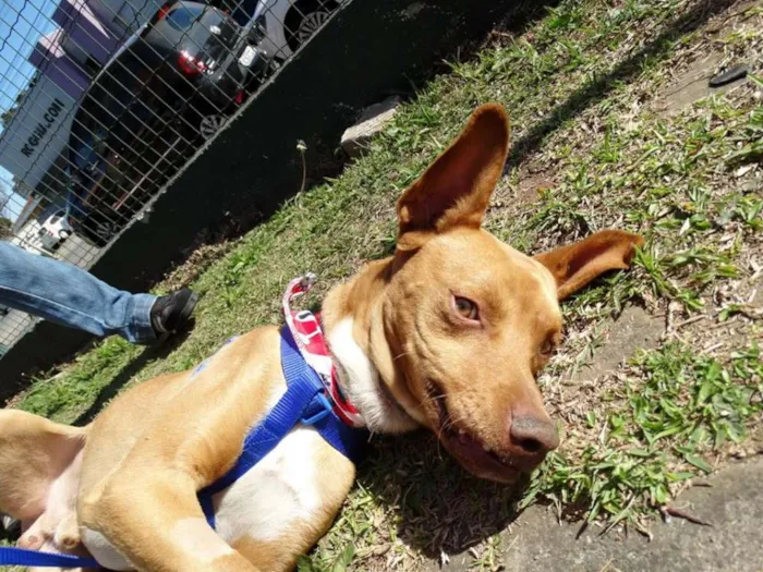 Cachorro ra a SRD idade 2 anos nome Thor