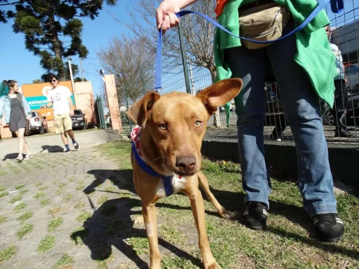 Cachorro ra a SRD idade 2 anos nome Thor