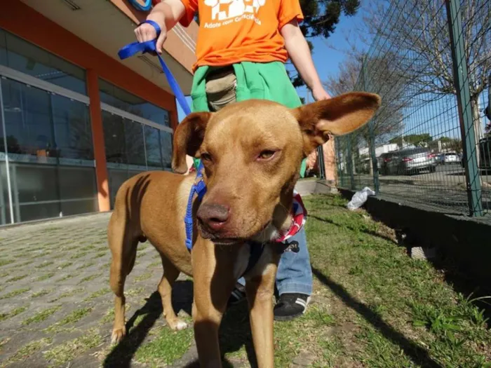 Cachorro ra a SRD idade 2 anos nome Thor