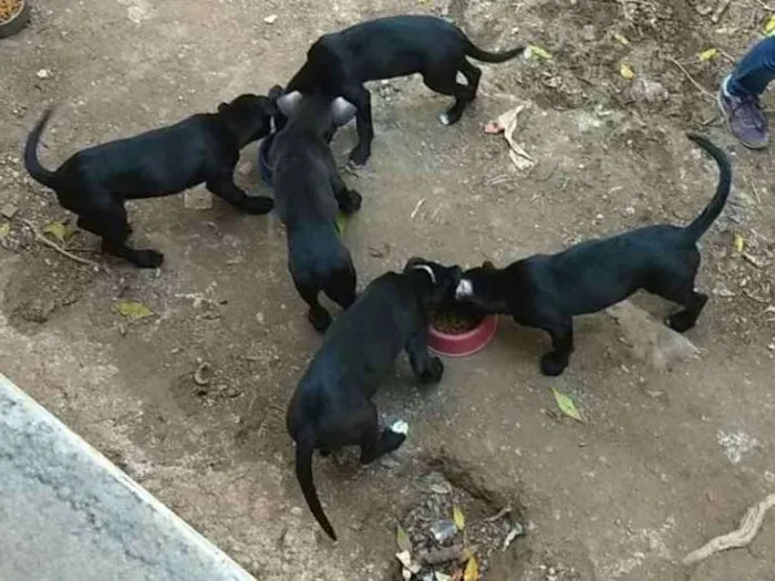 Cachorro ra a SRD idade 2 a 6 meses nome Sem nome 