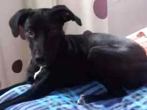 Cachorro raça SRD idade 2 a 6 meses nome Lola
