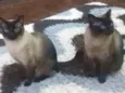 2 irmãos 2