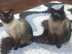 Gato raça sialata idade 2 anos nome 2 irmãos 2