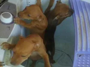 Cachorro raça  idade 2 a 6 meses nome tres