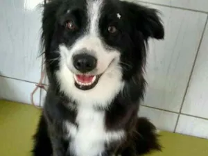 Cachorro raça Border collie idade 2 anos nome Maia