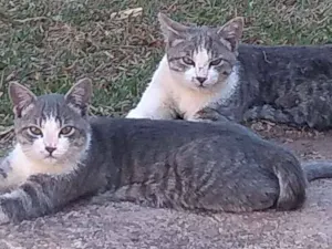 Gato raça Viralatas idade 2 a 6 meses nome Naruto e Sauski