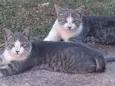 Naruto e Sauski