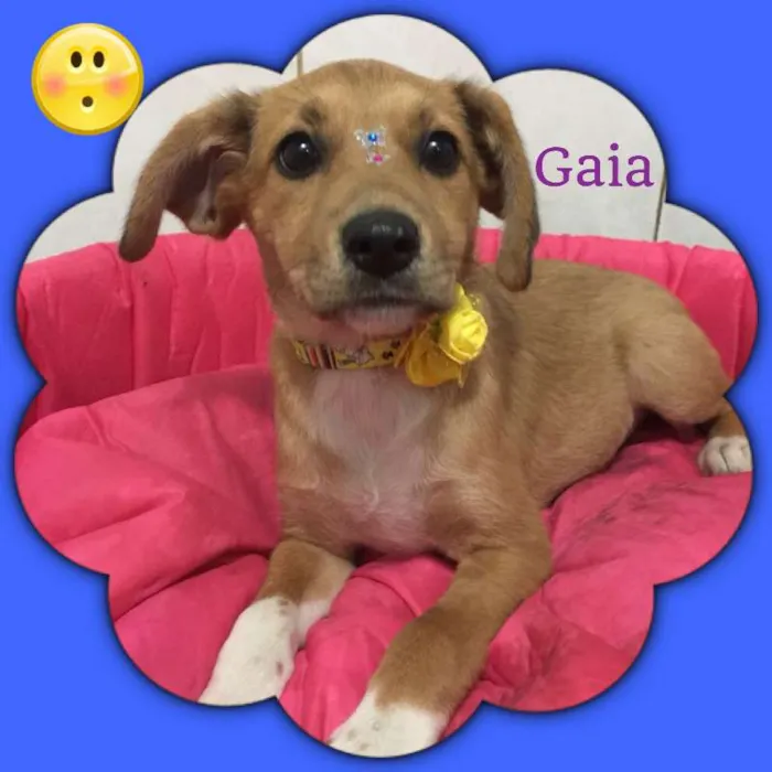 Cachorro ra a srd idade 2 a 6 meses nome Gaia