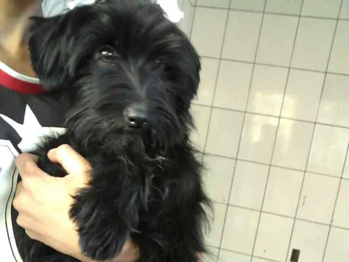 Cachorro ra a  idade 7 a 11 meses nome Charlie e Charlote