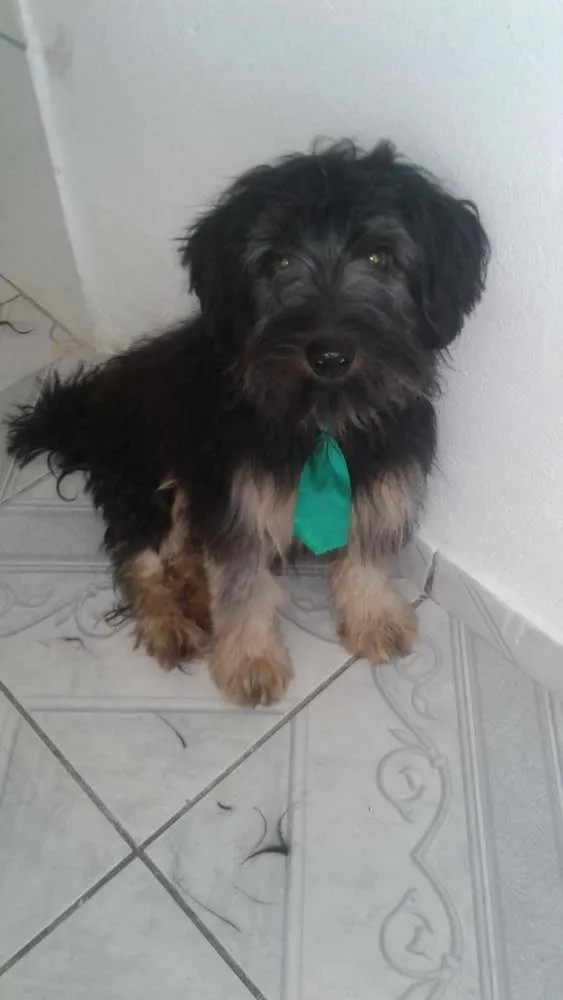 Cachorro ra a  idade 7 a 11 meses nome Charlie e Charlote