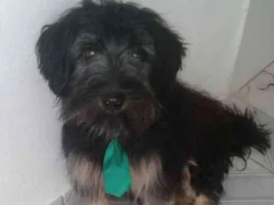 Cachorro raça  idade 7 a 11 meses nome Charlie e Charlote