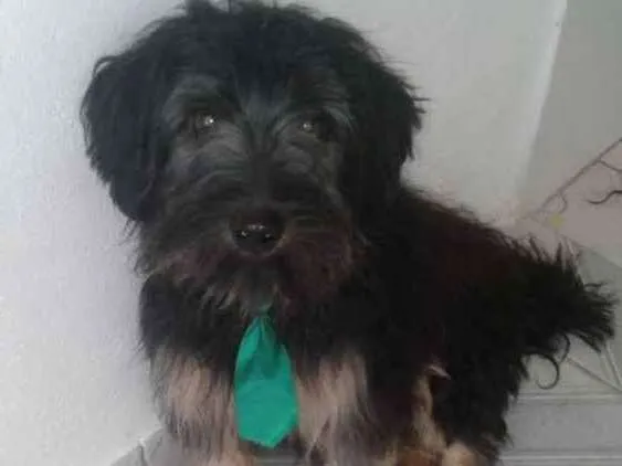 Cachorro ra a  idade 7 a 11 meses nome Charlie e Charlote