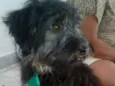 Charlie e Charlote