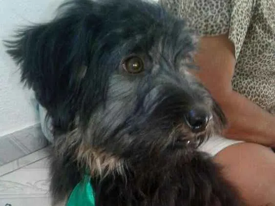 Cachorro ra a  idade 7 a 11 meses nome Charlie e Charlote
