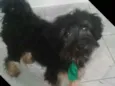 Charlie e Charlote