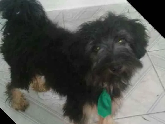Cachorro ra a  idade 7 a 11 meses nome Charlie e Charlote