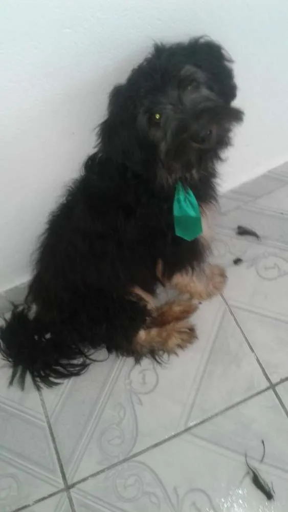 Cachorro ra a  idade 7 a 11 meses nome Charlie e Charlote