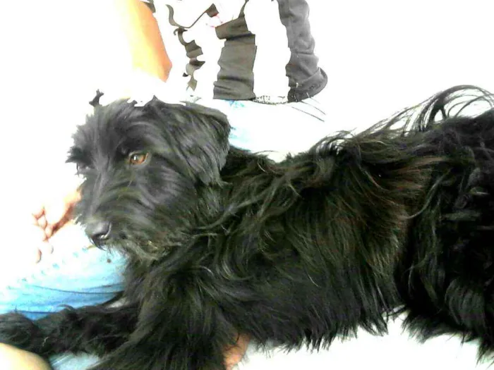 Cachorro ra a  idade 7 a 11 meses nome Charlie e Charlote