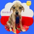 HORACIO 