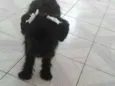 Charlie e Charlote