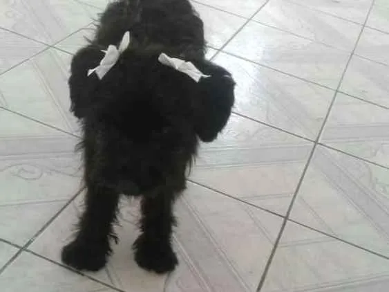 Cachorro ra a  idade 7 a 11 meses nome Charlie e Charlote