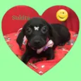 Sukita