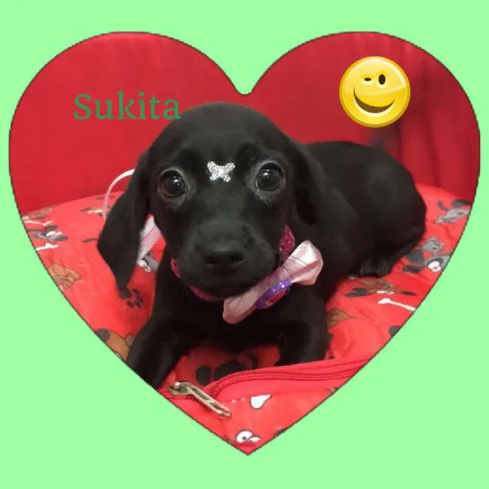 Cachorro ra a SRD idade 2 a 6 meses nome Sukita