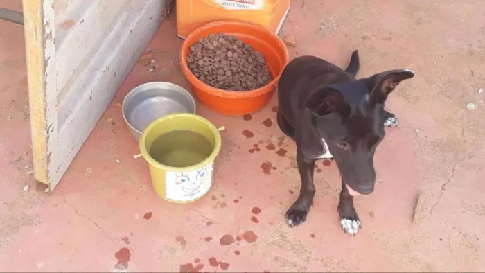 Cachorro ra a Viralata com labrador idade 7 a 11 meses nome Lila