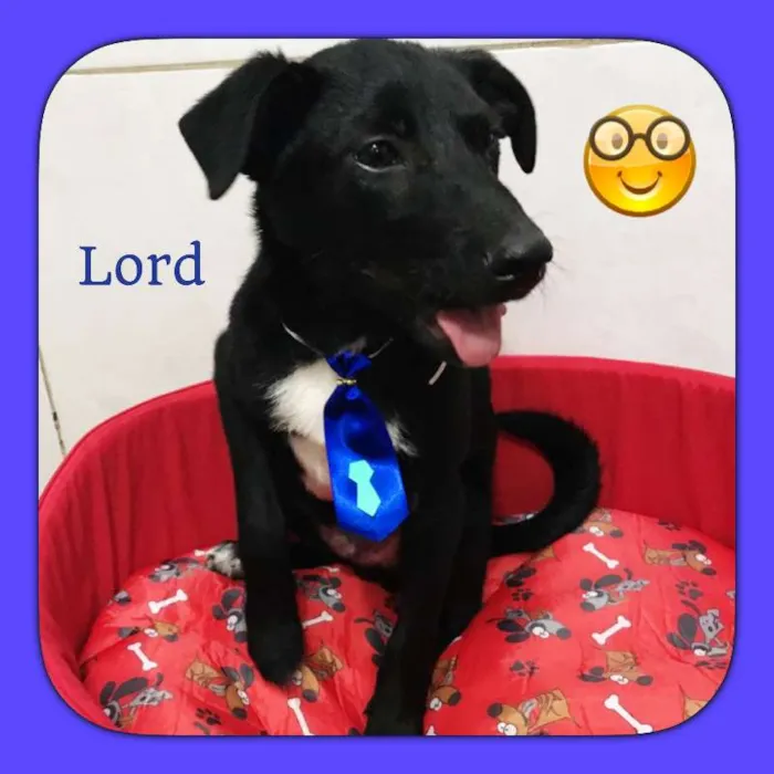 Cachorro ra a SRD idade 2 a 6 meses nome LORD