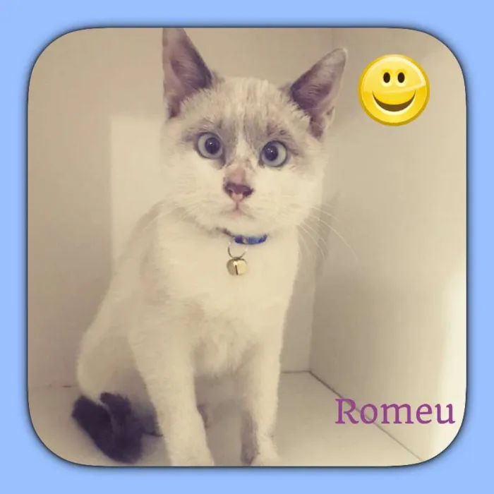 Gato ra a SRD idade 2 a 6 meses nome Romeu 