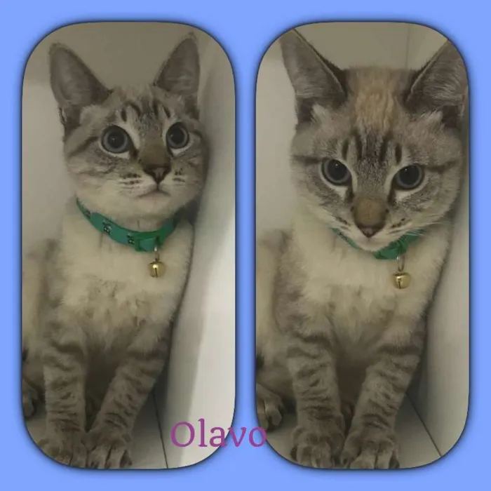 Gato ra a srd idade 2 a 6 meses nome Olavo