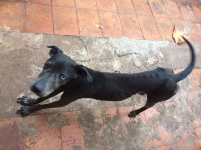 Cachorro ra a sem raça definida idade 6 ou mais anos nome buster