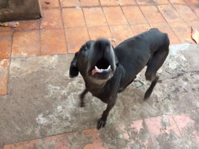 Cachorro ra a sem raça definida idade 6 ou mais anos nome buster