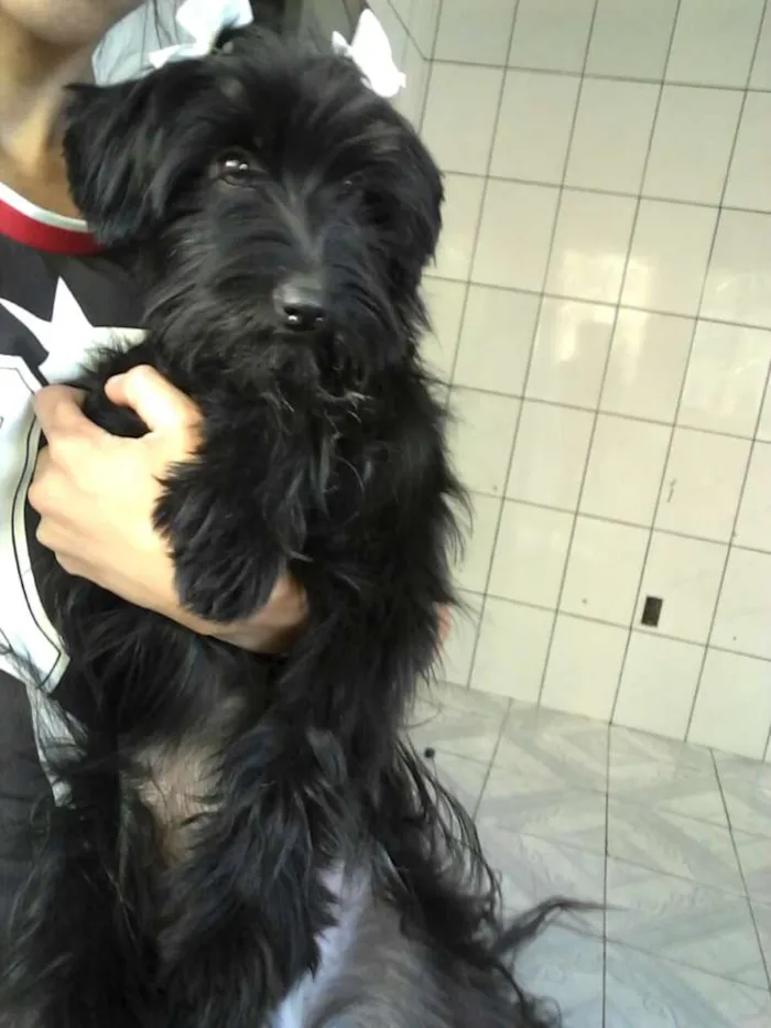 Cachorro ra a  idade 7 a 11 meses nome Charlie e Charlote
