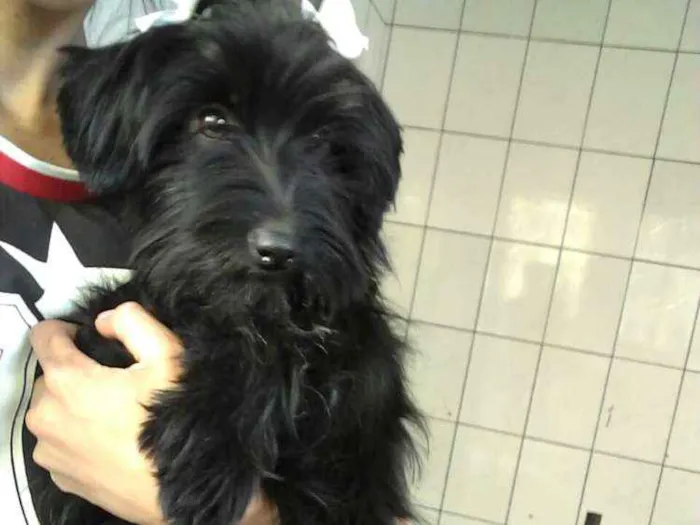 Cachorro ra a  idade 7 a 11 meses nome Charlie e Charlote