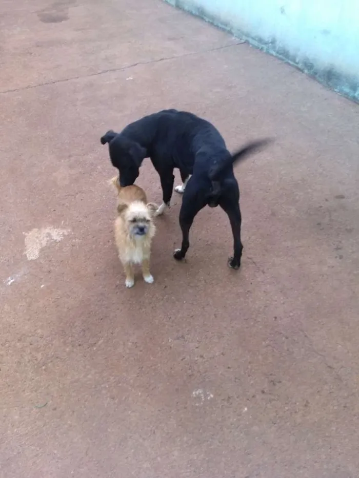Cachorro ra a sem reca definida idade 1 ano nome Adam,mel, chorão