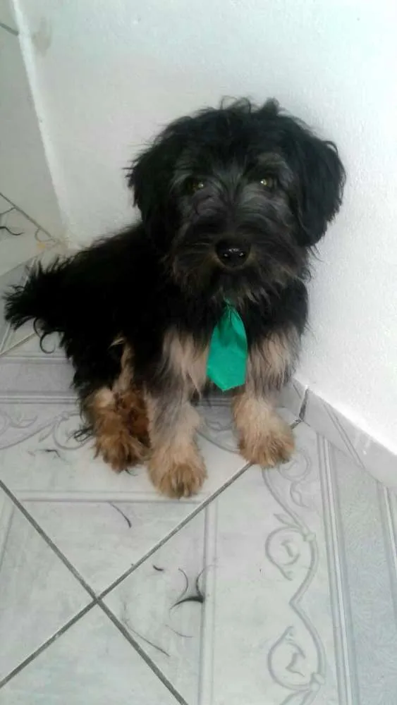 Cachorro ra a  idade 7 a 11 meses nome Charlie e Charlote