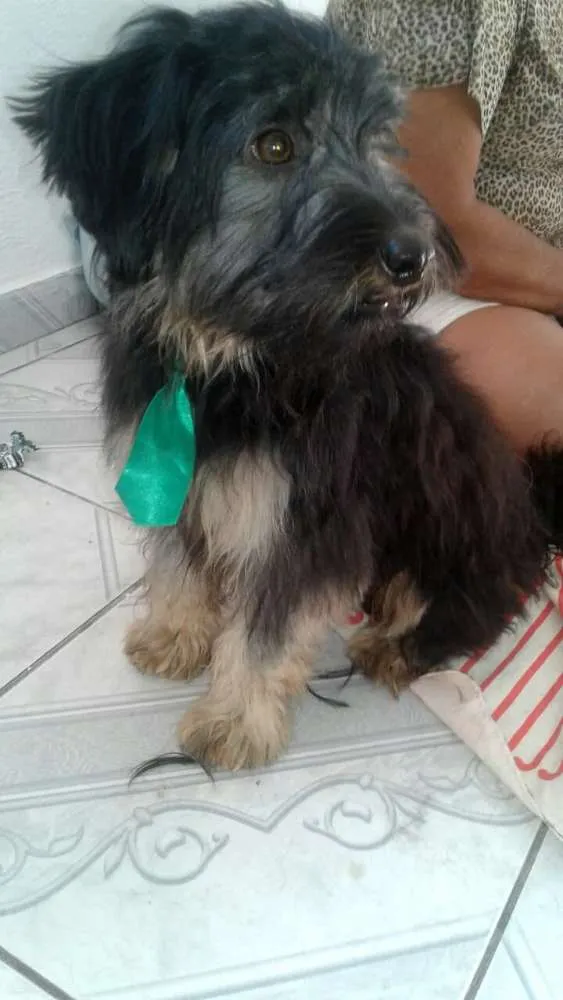 Cachorro ra a  idade 7 a 11 meses nome Charlie e Charlote