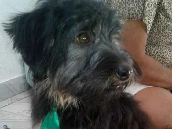 Cachorro ra a  idade 7 a 11 meses nome Charlie e Charlote