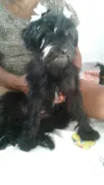 Charlie e Charlote