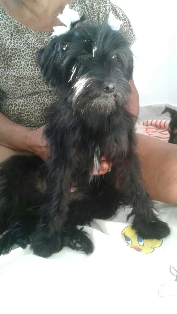 Cachorro ra a  idade 7 a 11 meses nome Charlie e Charlote